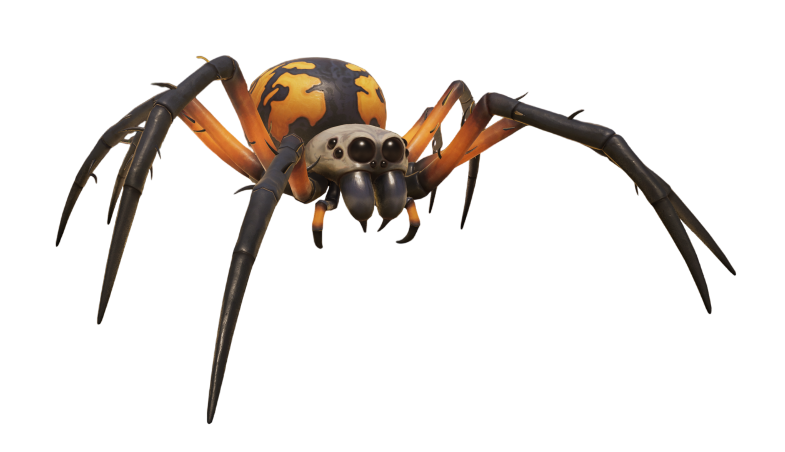 Orb Weaver